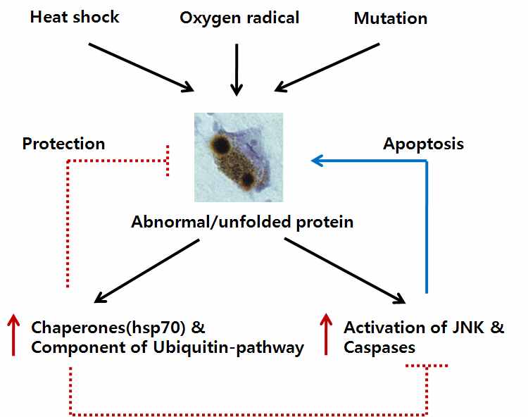 그림1. 스트레스에 의해 형성되는 비정상적인 단백질응집체 활성화에 관여하는 대표적인 단백질처리경로및 세포신호전달경로