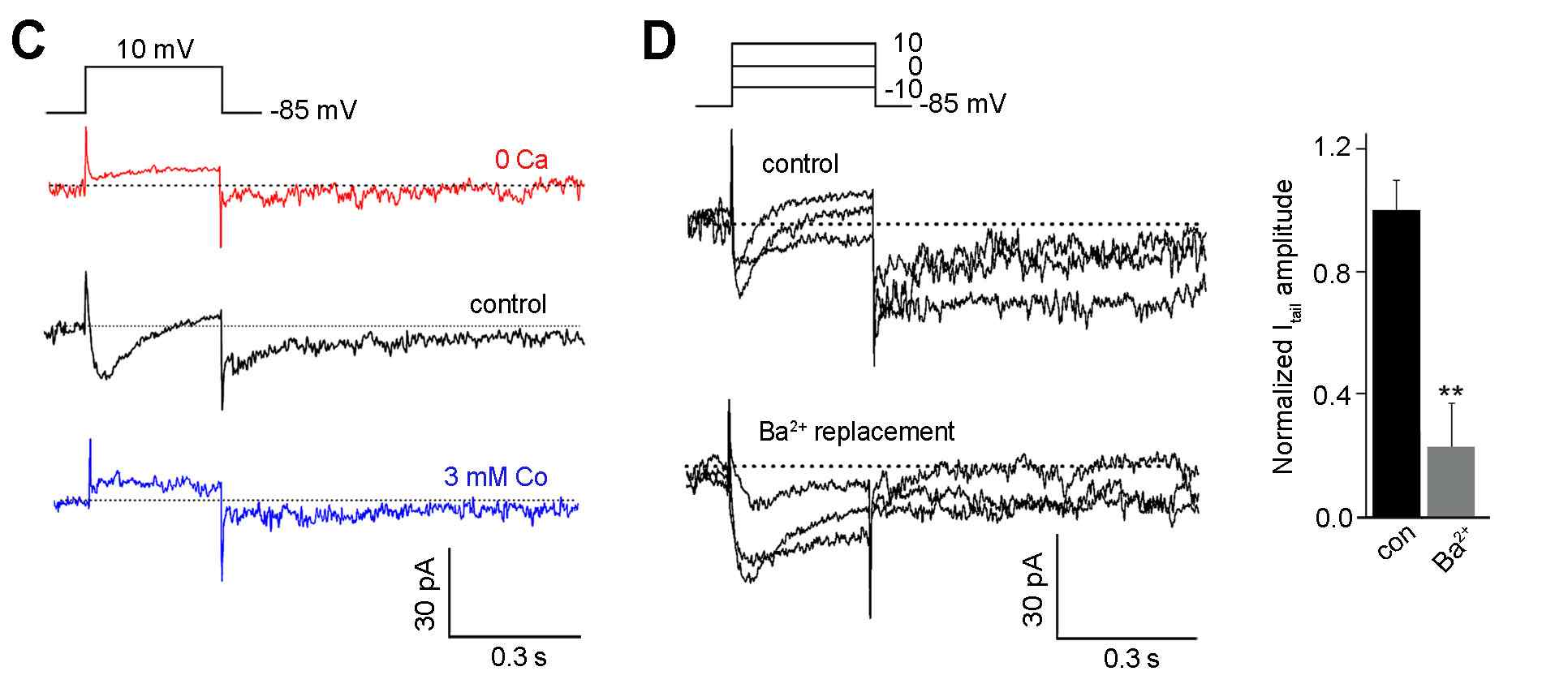 Fig. 3. Identification and characterization of ICl(Ca) in rod bipolar cells (Jeonetal.,2013)