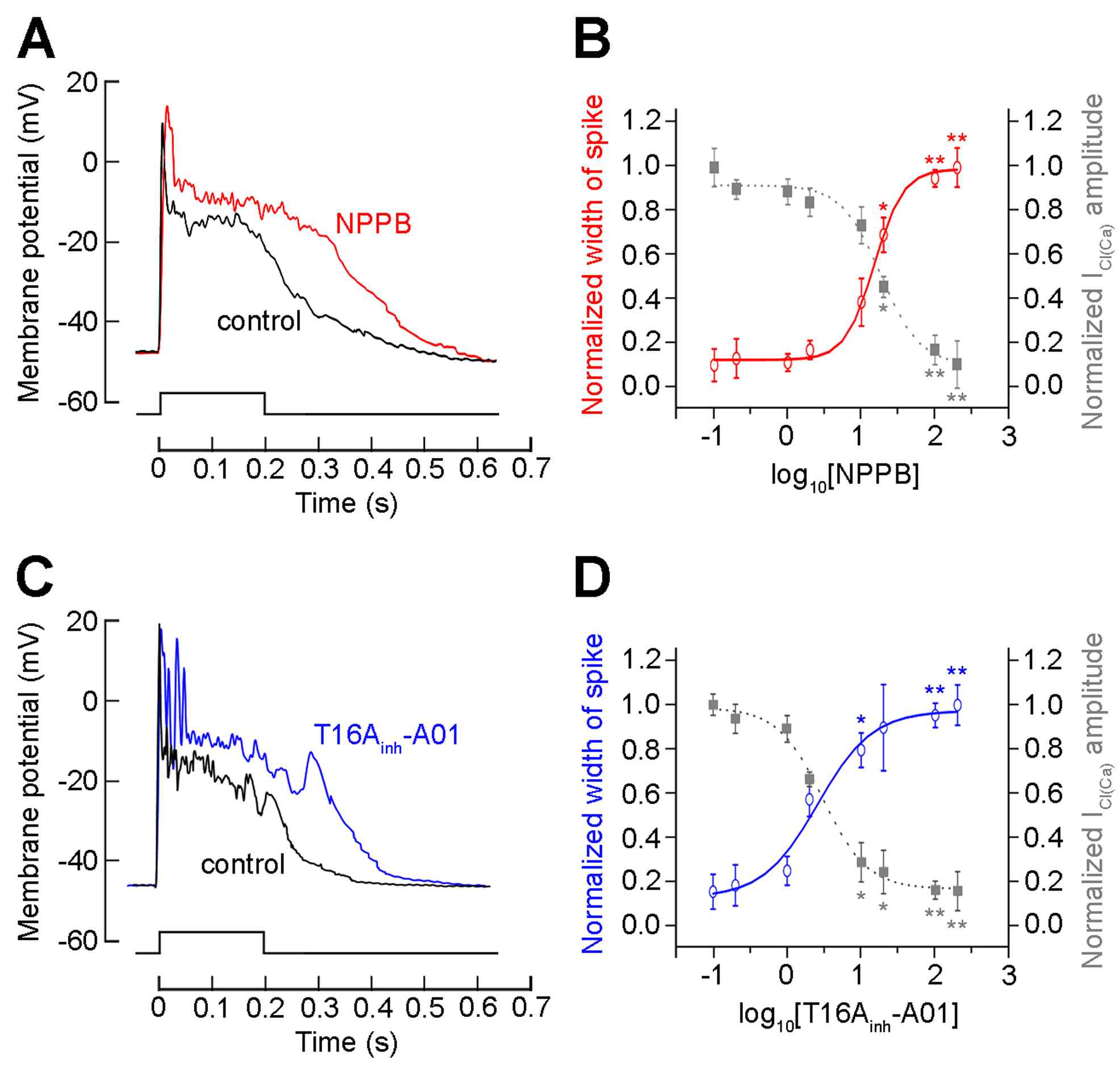 Fig. 4. The physiological role of ICl(Cad(uJerionng emt eaml.b, r2an0e1 3d)epolarization