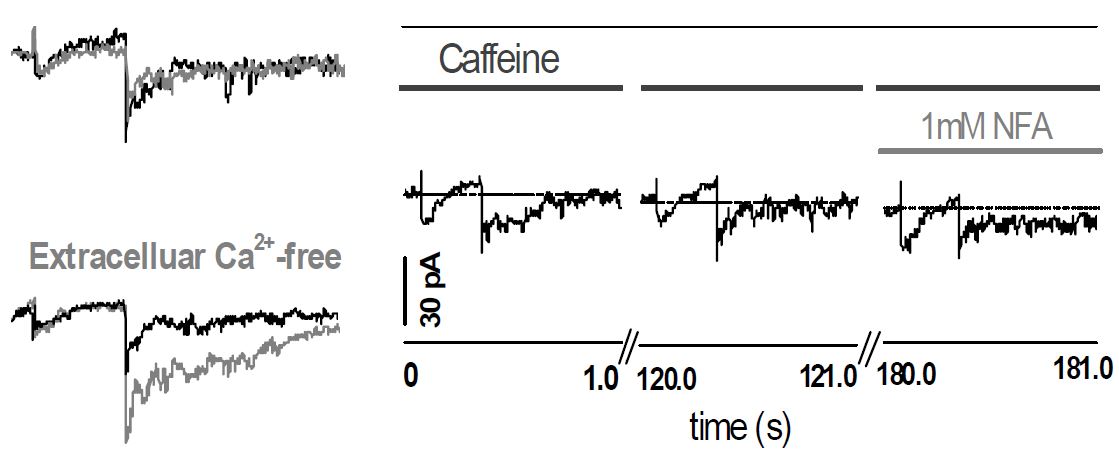 i releasedfrom ER (Chang et al., submitted)