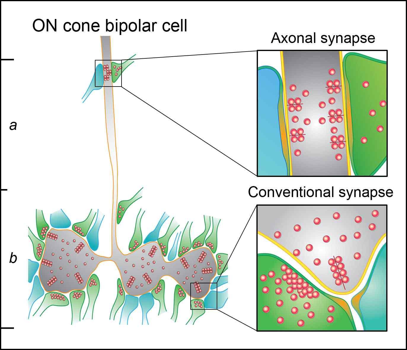 Fig. 6. Diagram showing the differences in character between the axonal synapse and the conventional ribbon synapse (Kim et al., 2012)