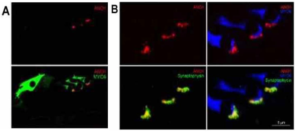 Fig. 7. ANO1 localization in the organ of Corti