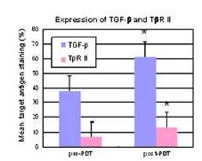 그림14) 광역학 치료 후 표피에서 TGF-beta와 TGF-beta type III receptor의 발현 변화