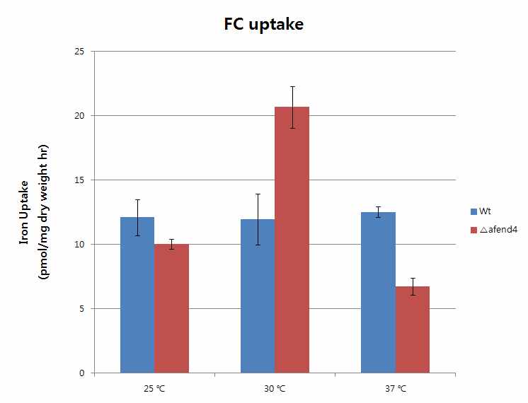 그림 8. Ferrichrome uptake