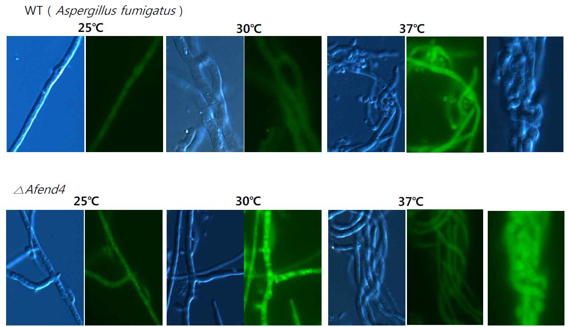 그림 9. Localization of actin