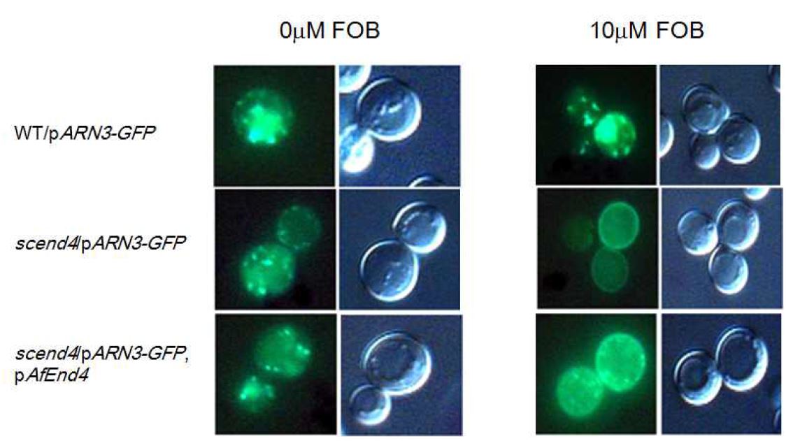 그림 10. Localization of ScArn3