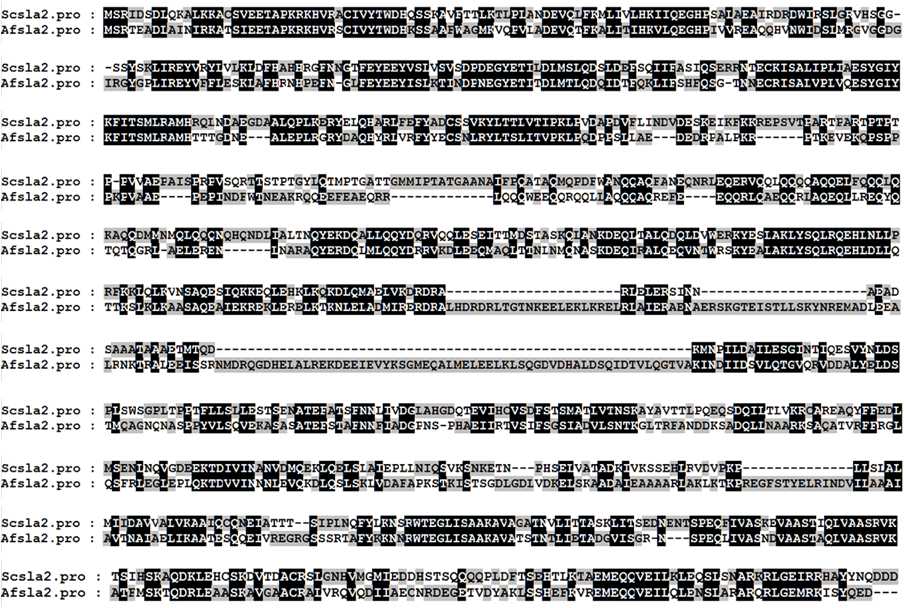 그림 1. Amino acid alignment of AfEnd4 and ScEnd4