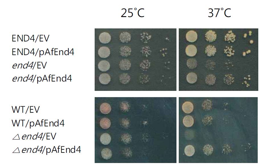 그림 2. AfEnd4 could suppress the phenotype of end4 mutant of S. cerevisiae