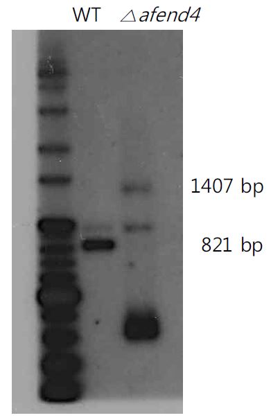 그림 3. Construction of Dafend4 from A. fumigatus.