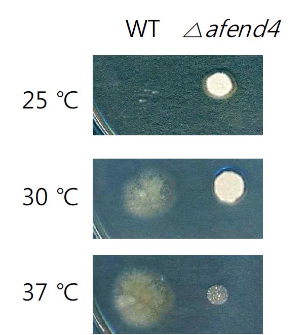 그림 4. Dafend4 showed ts phenotype in A. fumigatus