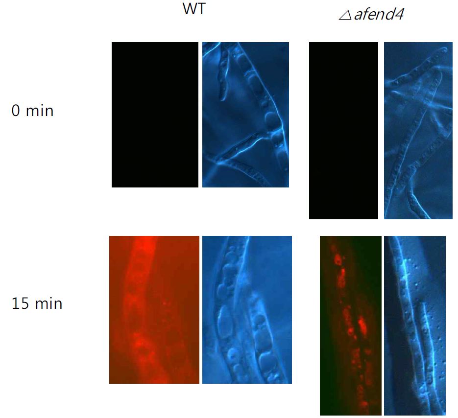 그림 5. The FM4-64 uptake assay in wild type and AfEnd4 mutant