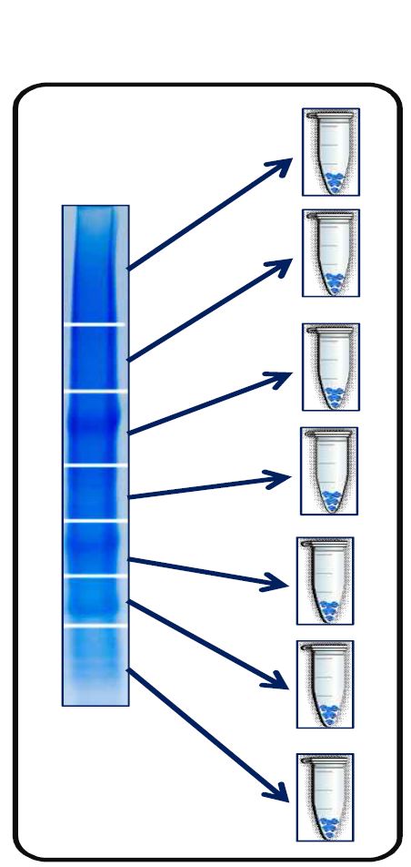 Fig. 3. shotgun proteomics분석을 위한 gel slicing 방법.