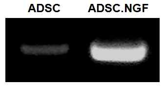 그림 1. NGF 유전자 탑재 인간지방줄기세포내에서 mRNA 발현 분석