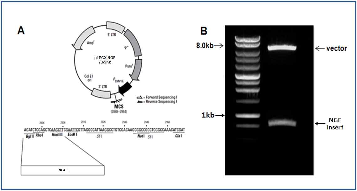 그림 1. 레트로바이러스 벡터 내에 인간신경영양인자 유전자 탑재