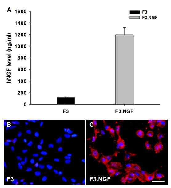 그림 3. ELISA, 면역형광염색법을 이용한 NGF 분비량과 발현 양상 분석