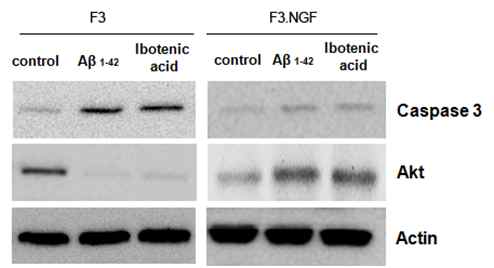 그림 7. NGF에 의한 caspase 활성화 억제 효과