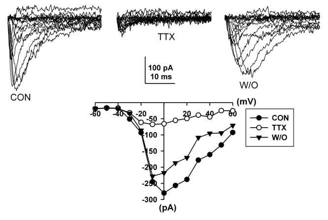 그림 8. sodium channels whole-cell mode 전류 분석