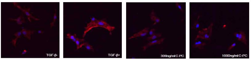그림 7. TGF-beta 처리 유무 및 c-pc 농도에 따른 세포 형태학적 변화 관찰 (면역형광염색법)