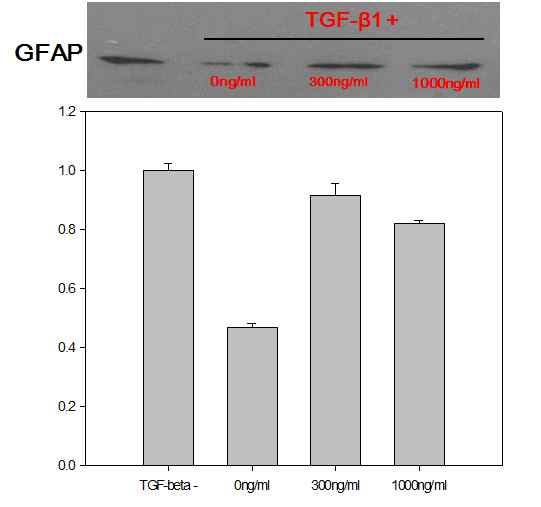 그림 8. TGF-beta 처리 유무 및 c-pc의 농도에 따른 GFAP 발현량 분석