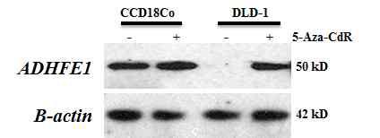 정상대장세포 및 대장암세포에서 ADHFE1 유전자의 Western결과