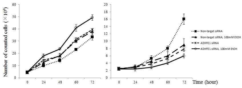 세포에 ADHFE1 siRNA 처리 및 Ethanol 처리 후 cell counting assay 결과, CCD18Co(좌), DLD-1(우)