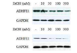 세포에 Ethanol 처리 후 CCD18Co(위), DLD-1(아래) 세포에서 ADHFE1 유전자의 Western결과