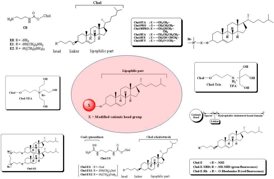 Figure 1. New synthesized cationic lipids for gene delivery