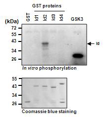 그림 1. in vitro phosphorylation assay.