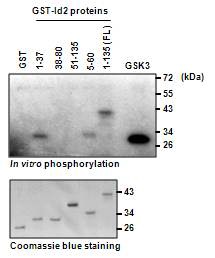 그림 2. in vitro phosphorylation assay