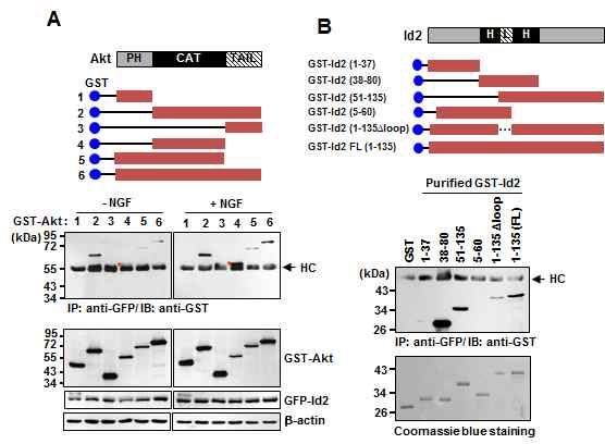 그림 3. GST-pull down assay using transfected various GST-Akt and GFP-Id2 (A) and various purified GST- Id2 with GFP-Akt expressing cell lysates (B)