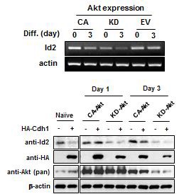 그림 4. RT-PCR with CA, KD, and EV-Akt ex[ressing PC12 cell lines during NGF-mrdiated differentiation (up) and immunoblotting analysis with or without HA-Cdh1 (bottom).