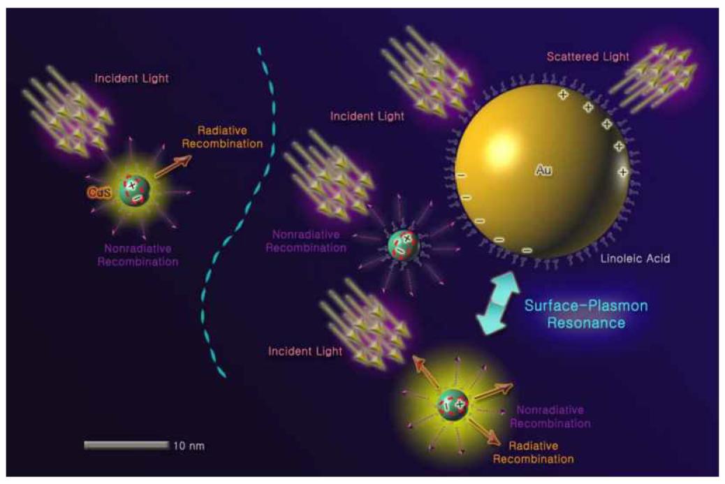금 나노입자의 표면 플라즈몬 공명 현상으로 인한 반도체양자점의 발광 향상을 표현한 모식도