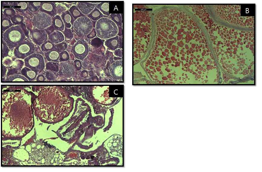 Fig. 3. Reproductive status of female tilapia.