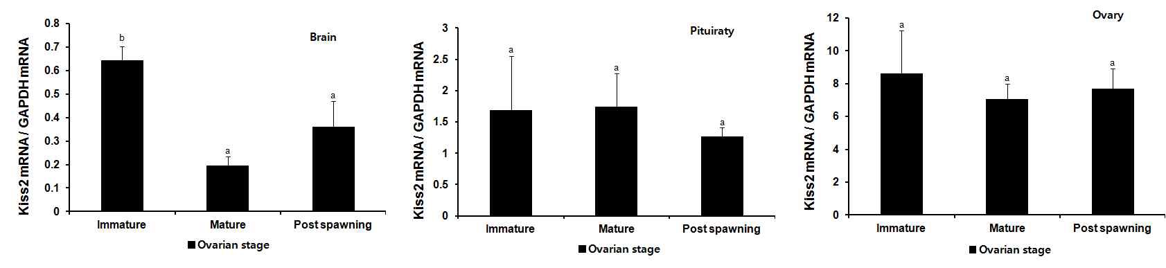 Fig. 4. Expression patterns of Kiss2 gene 3 different reproductive status in brain, pituitary and ovary of female nile tilapia.