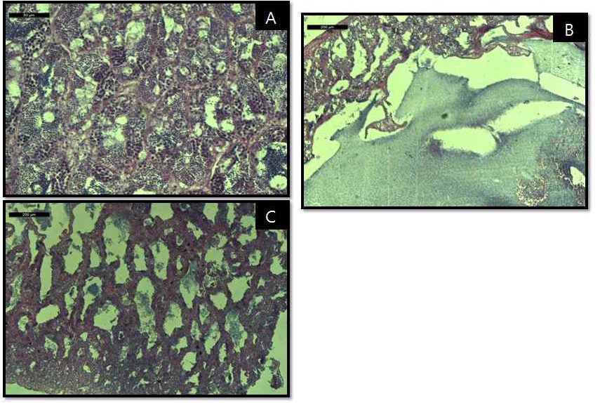 Fig. 5. Reproductive status of female tilapia.