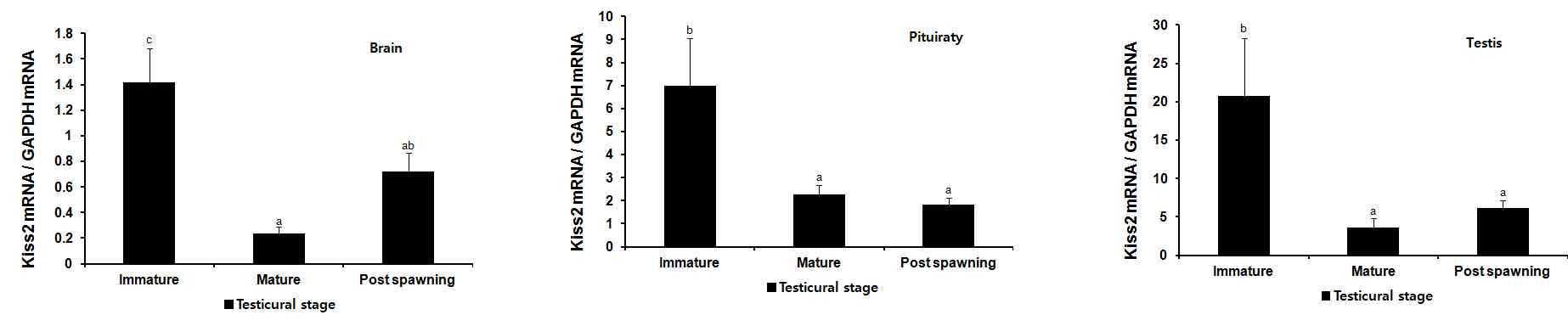 Fig. 6. Expression patterns of Kiss2 gene 3 different reproductive status in brain, pituitary and testis of male nile tilapia.