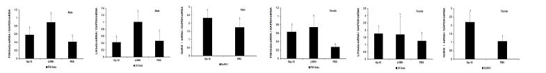 Fig. 11. LHβ, FSHβ and GnRH Ι mRNA expression in male and female tilapia brain injected with Kp-10, LHRH or PBS