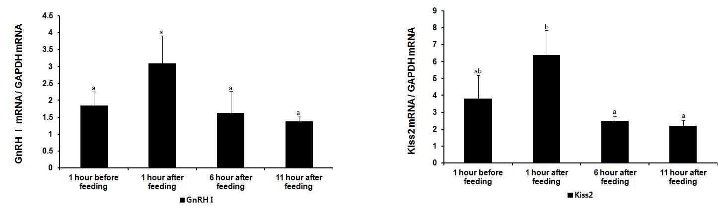 Fig. 12. Kiss2 and GnRH Ι mRNA expression in juvenile tilapia brain according to feeding