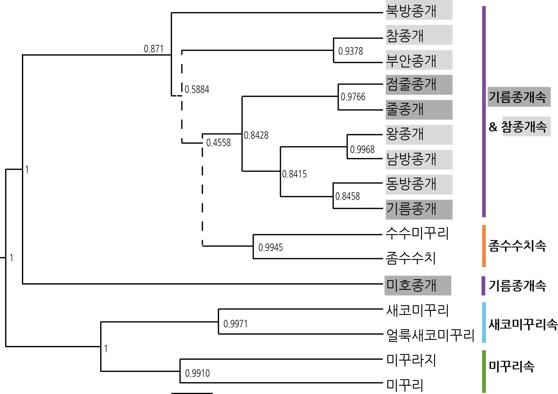 그림 4 국내 미꾸리과 전종에 대한 분자 계통 분석 결과.