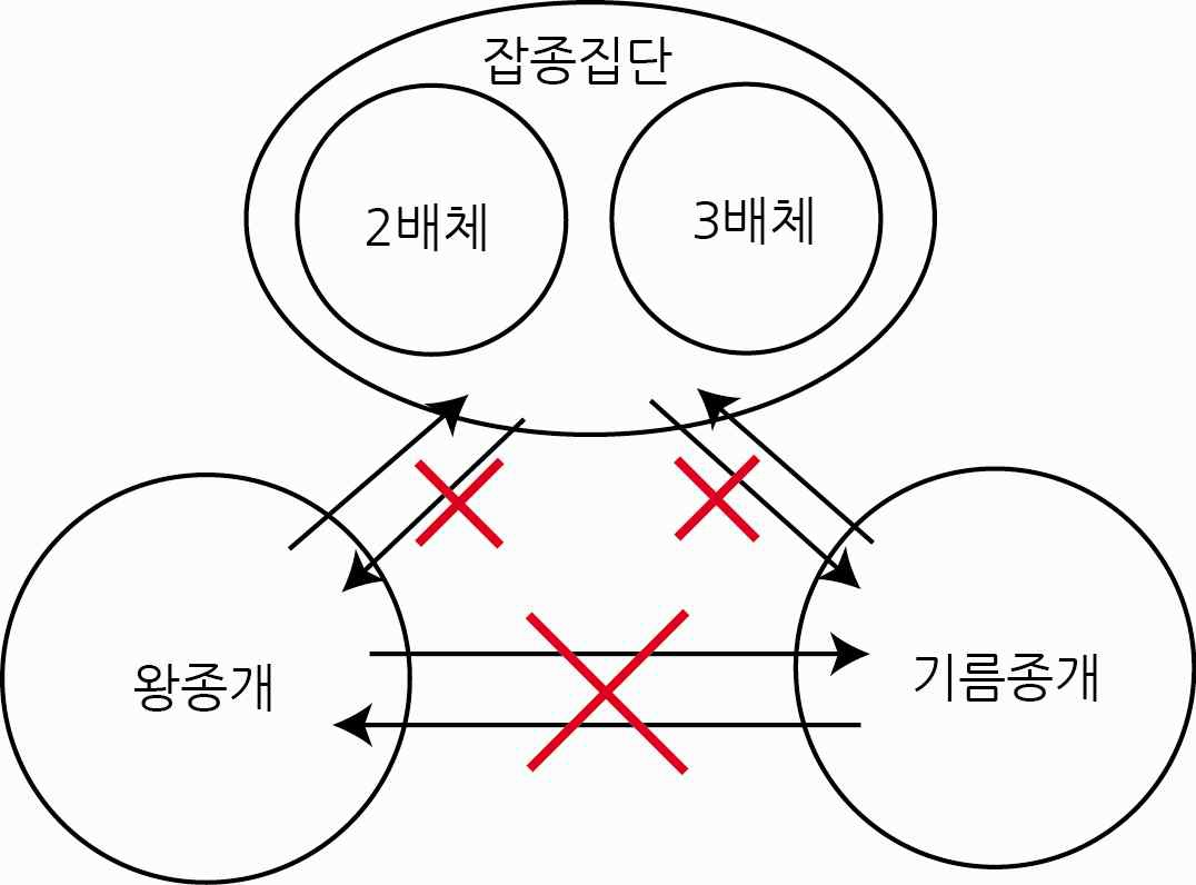 그림 8 그림5의 결과를 바탕으로 구성한 잡종 자손과 부모종들 간의 유전자 흐름