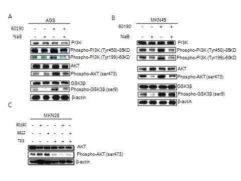 그림 1. H. pylori cagA에 의한 Wnt/β-catenin pathway 활성