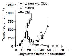 Figure 1. CD8+ T cell dependent terapeutic effect of anti-neu antibody.