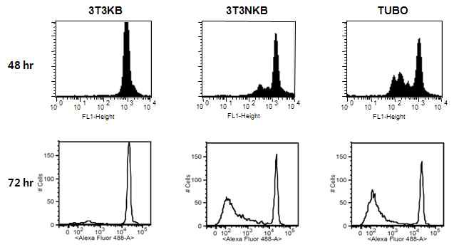 Figure 3. In vitro T cell proliferation assay