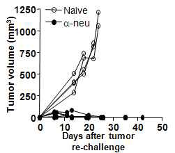 Figure 4. Anti-enu antibody can induced memory that prevent tumor re-challenge.