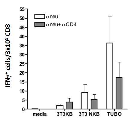 Figure 6. CD4+ T cell is required in CD8+ T cell activation in anti-neu antibody therapy.