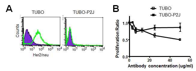 Figure 11. Neu expression and anti-neu antibody susceptibility of TUBO-P2J cell line