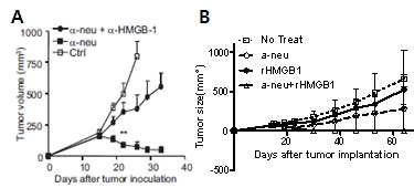 Figure 12. Therapeutic effect of anti-neu antibody on HMGB-1 danger signal.