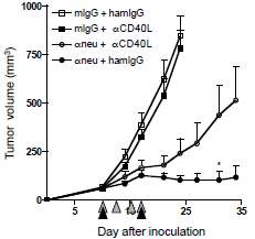 Figure 8. CD40/CD40L interaction participates in effect of anti-neu antibody