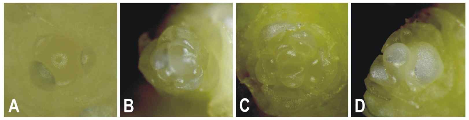 Fig. 4. Differentiation of meristem in Lilium hansonii at 4℃ treatment. A. Before treatment, B. After 30days, C. After 45days, D. After 60days.