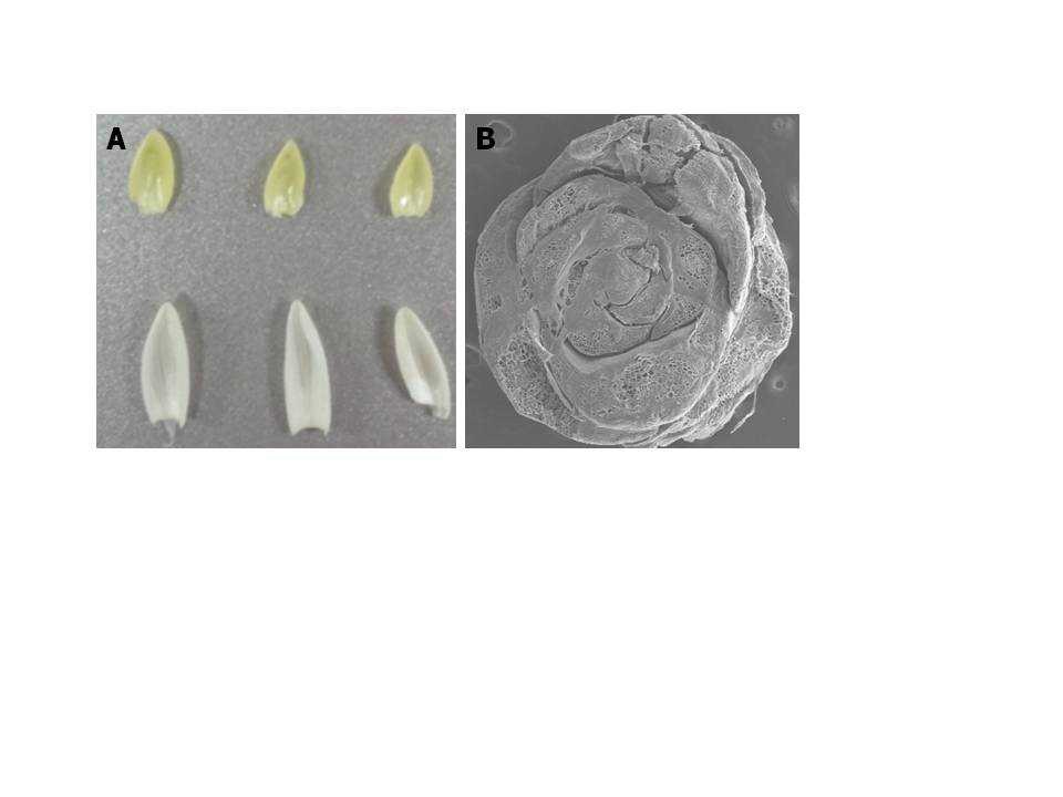 Fig. 6. Leaves formed and absence of flower bud initiation in newly harvested bulbs of Lilium hansonii. A. Leaf formation, B. No flower bud initiation yet.